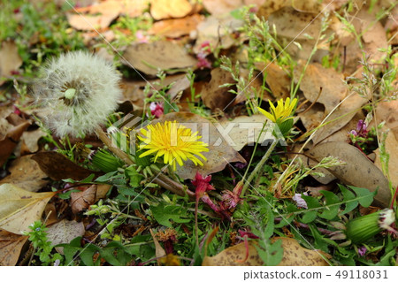 Dandelion Dandelion 49118031