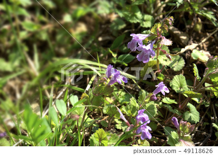 Oyster flower flowers 49118626