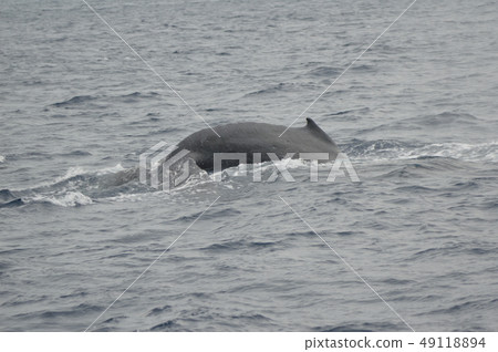 Invading humpback whales (Kerima Islands inland / Okinawa Prefecture) Invading humpback whales (Kerima Islands inland / Okinawa Prefecture) 49118894