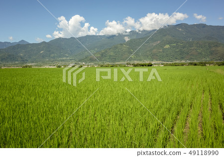 green paddy farm 49118990