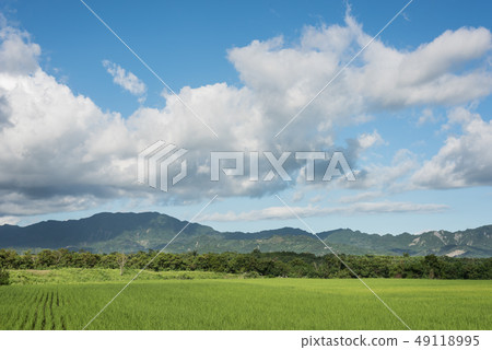 green paddy farm 49118995