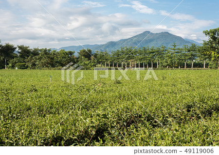 green tea farm 49119006