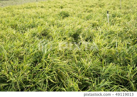 ginger farm at outdoor 49119013