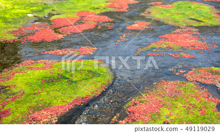 colorful red azolla 49119029