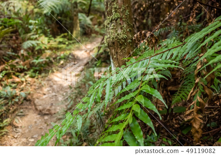 path with nobody at tropical forest path with nobody at tropical forest 49119082