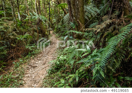 path with nobody at tropical forest 49119085