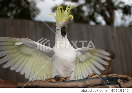 Australian Wild Bird Kibatan White Large Parrot Tosaka and Wings Spread 49119142