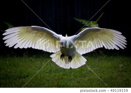 Australian Wild Bird Kibatan White Large Parrot Flying In Flight Flying Feathers See through Beautifully 49119159