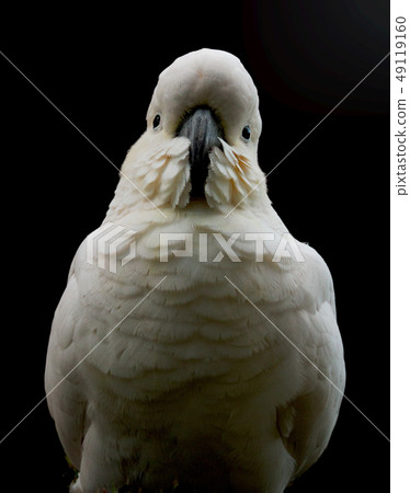 Australian Wild Bird Kibatan White Large Parrot Portrait Background Black Australian Wild Bird Kibatan White Large Parrot Portrait Background Black 49119160