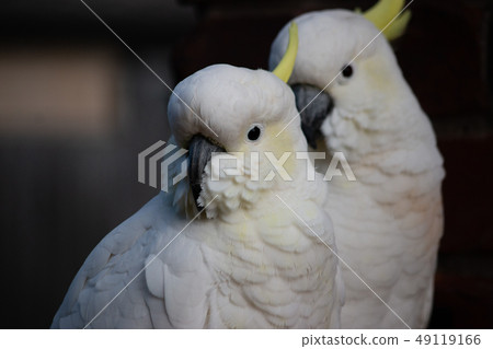 Australian Wild Bird Kibatan White Big Parrot Pair Couple Always Together 49119166