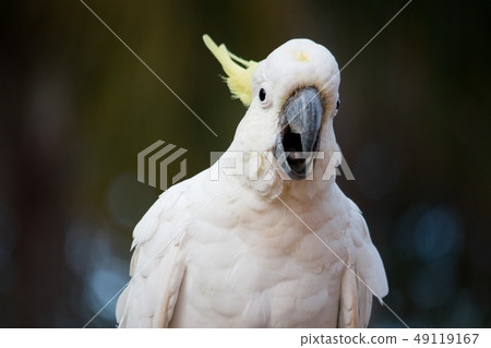 澳大利亞野生鳥類Kibatan白色大鸚鵡喙 49119167