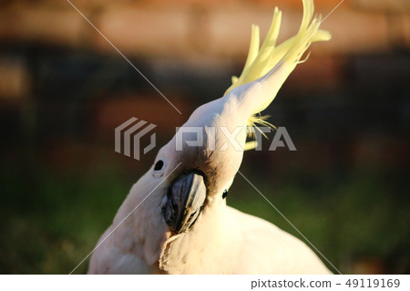 從前面的澳大利亞野生鳥Kibatan白色大鸚鵡畫象 49119169