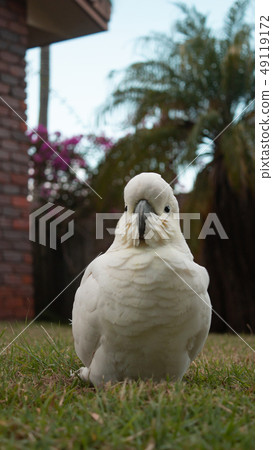 Australian Wild Bird Kibatan White Large Parrot Portrait Grass and Palm Tree 49119172