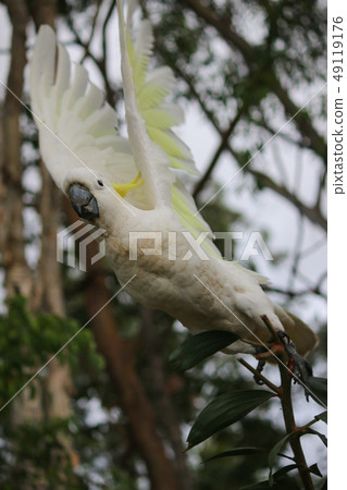 Australian Wild Bird Kibatan White Big Parrot Fly 49119176