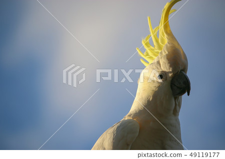 澳大利亞野生鳥基巴坦白色大鸚鵡肖像朝日和藍天 49119177
