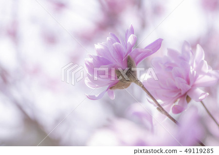 Sidekobushi花 49119285