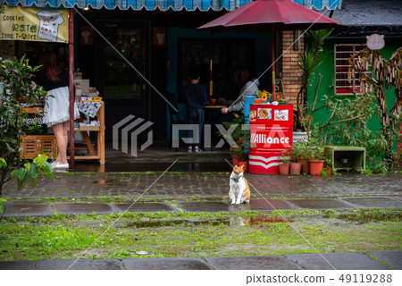 Houtong cat village. Taiwan famous cat population. Houtong cat village. Taiwan famous cat population. 49119288