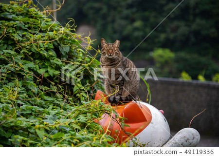 Houtong cat village. Taiwan famous cat population. 49119336