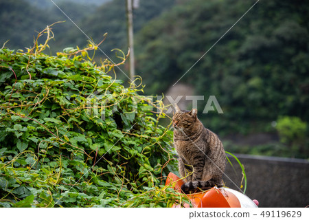 Cute cat at Houtong Cat Village. Taiwan famous 49119629