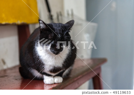 Cute cat at Houtong Cat Village. Taiwan famous Cute cat at Houtong Cat Village. Taiwan famous 49119633