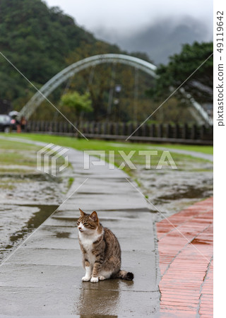 Cute cat at Houtong Cat Village. Taiwan famous Cute cat at Houtong Cat Village. Taiwan famous 49119642