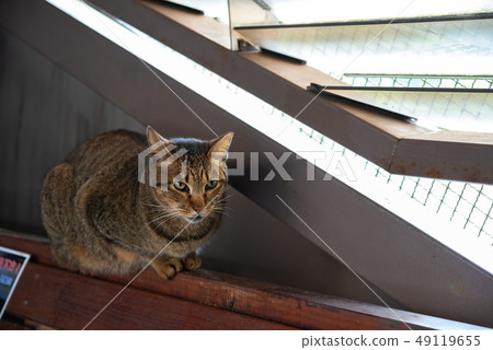 Cute cat at Houtong Cat Village. Taiwan famous 49119655