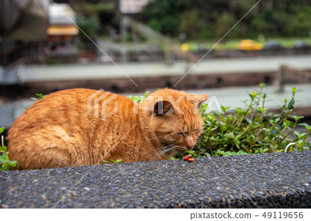 Cute cat at Houtong Cat Village. Taiwan famous 49119656