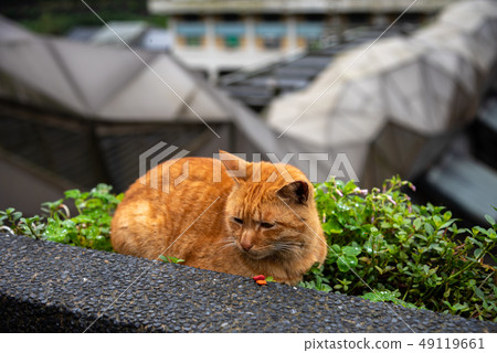 Cute cat at Houtong Cat Village. Taiwan famous Cute cat at Houtong Cat Village. Taiwan famous 49119661