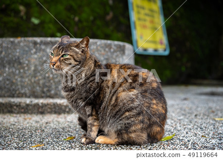Cute cat at Houtong Cat Village. Taiwan famous Cute cat at Houtong Cat Village. Taiwan famous 49119664
