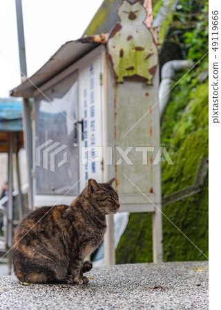 Cute cat at Houtong Cat Village. Taiwan famous Cute cat at Houtong Cat Village. Taiwan famous 49119666
