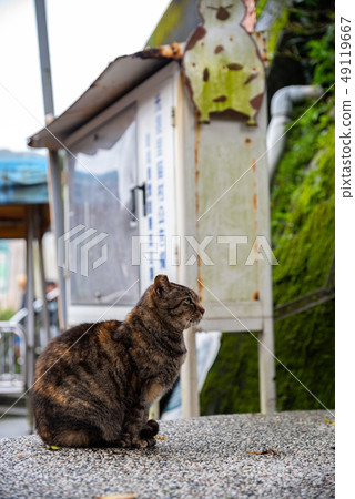 Cute cat at Houtong Cat Village. Taiwan famous 49119667