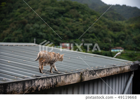 Cute cat at Houtong Cat Village. Taiwan famous Cute cat at Houtong Cat Village. Taiwan famous 49119668