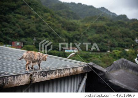 Cute cat at Houtong Cat Village. Taiwan famous 49119669