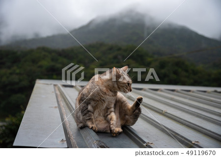 Cute cat at Houtong Cat Village. Taiwan famous Cute cat at Houtong Cat Village. Taiwan famous 49119670