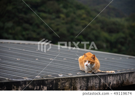 Cute cat at Houtong Cat Village. Taiwan famous 49119674