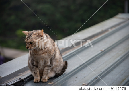 Cute cat at Houtong Cat Village. Taiwan famous 49119676