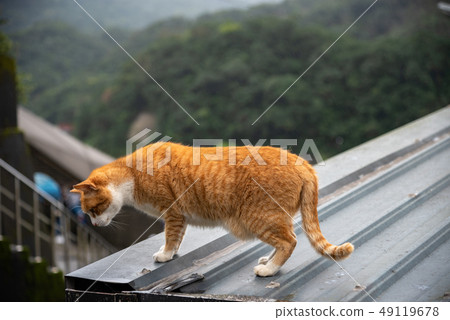 Cute cat at Houtong Cat Village. Taiwan famous 49119678