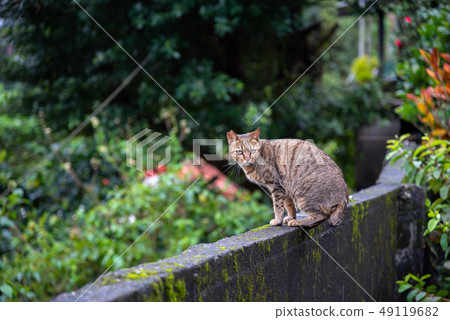 Cute cat at Houtong Cat Village. Taiwan famous Cute cat at Houtong Cat Village. Taiwan famous 49119682