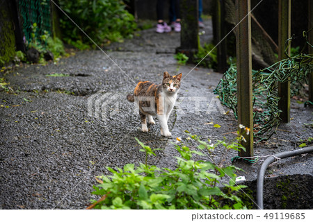 Cute cat at Houtong Cat Village. Taiwan famous 49119685