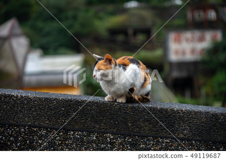 Cute cat at Houtong Cat Village. Taiwan famous 49119687