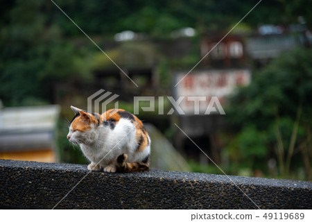 Cute cat at Houtong Cat Village. Taiwan famous 49119689