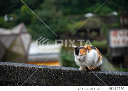 Cute cat at Houtong Cat Village. Taiwan famous Cute cat at Houtong Cat Village. Taiwan famous 49119691