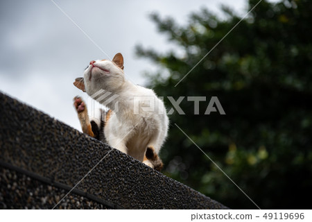 Cute cat at Houtong Cat Village. Taiwan famous Cute cat at Houtong Cat Village. Taiwan famous 49119696