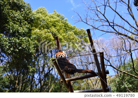 Japanese Lesser Panda 49119780