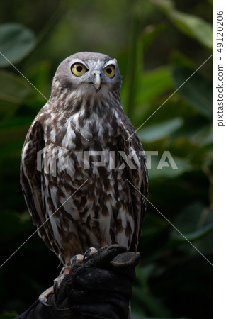 Australian Wild Bird Aoba-zuku 49120206