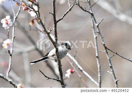 Long-tailed, branch, plum, blue sky, march, sunny, small bird, cute Long-tailed, branch, plum, blue sky, march, sunny, small bird, cute 49120452
