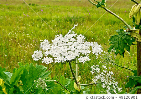 Heracleum blooming white flowers Heracleum blooming white flowers 49120901