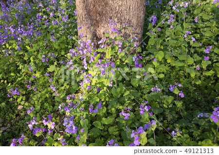 Flower of radish flower blooming in early spring Flower of radish flower blooming in early spring 49121313