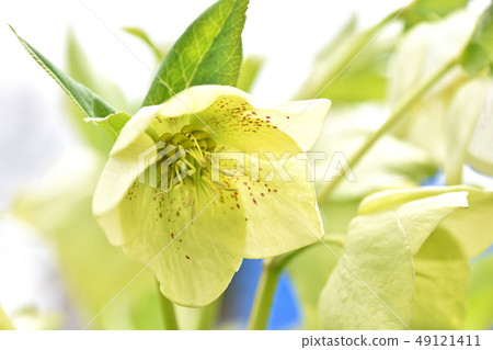 Christmas rose 49121411