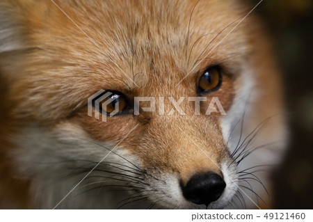 一隻狐狸 49121460